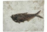 Beautiful Fossil Fish (Diplomystus) - Wyoming #233893-1